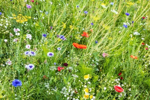 Introdução à Jardinagem com Plantas Nativas