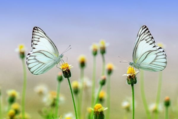 Crie um Jardim de Borboletas: Atraindo Vida para o seu Espaço