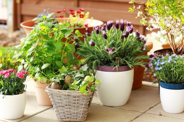 Jardinagem com Recipientes: Dicas para Cultivar Plantas em Vasos e Potes