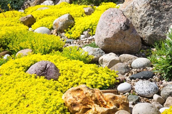 Jardinagem Ornamental: Decore Seu Espaço com Plantas Belas e Funcionais