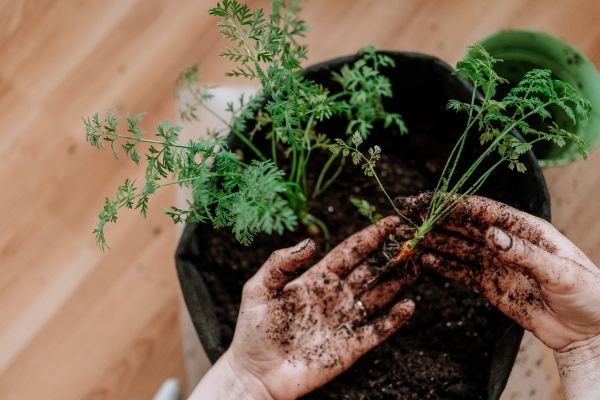 Jardinagem Econômica: Dicas para Cultivar um Jardim Sem Gastar Muito