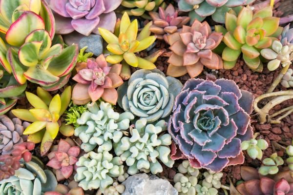 Plantas que Sobrevivem em Qualquer Clima: Jardinagem Descomplicada