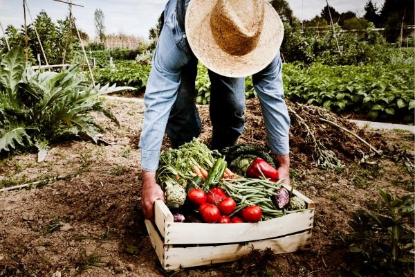 Jardinagem Orgânica: Cultive Seu Próprio Alimento