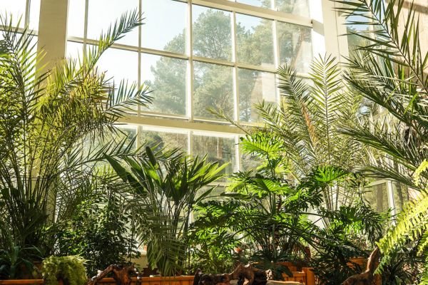 Jardinagem Indoor: Cultive Plantas Dentro de Casa com Sucesso