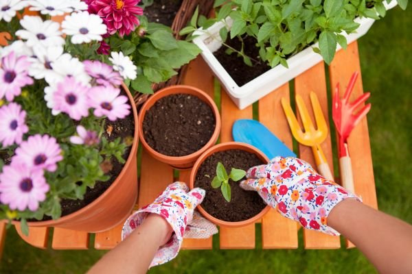 Ciclos de Cultivo e Rotação de Plantas em Jardinagem